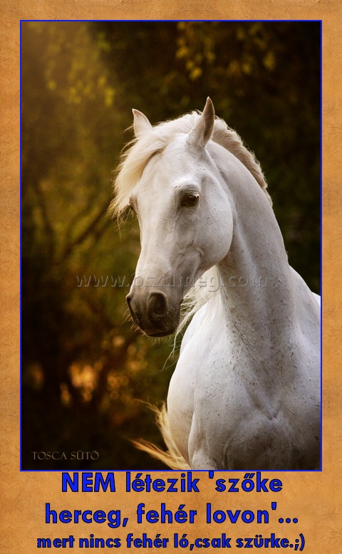 NEM létezik 'szőke herceg, fehér lovon'...
 
mert nincs fehér ló,csak szürke.;)