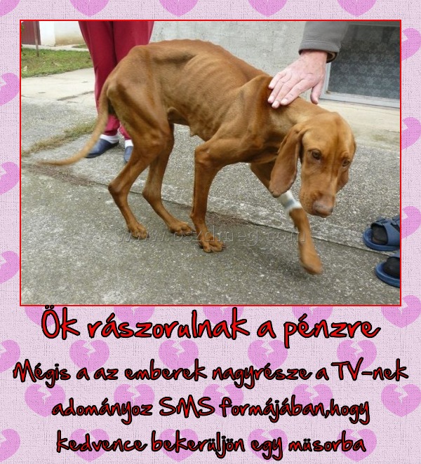 Ök rászorulnak a pénzre
 
Mégis a az emberek nagyrésze a TV-nek adományoz SMS formájában,hogy kedvence bekerüljön egy müsorba