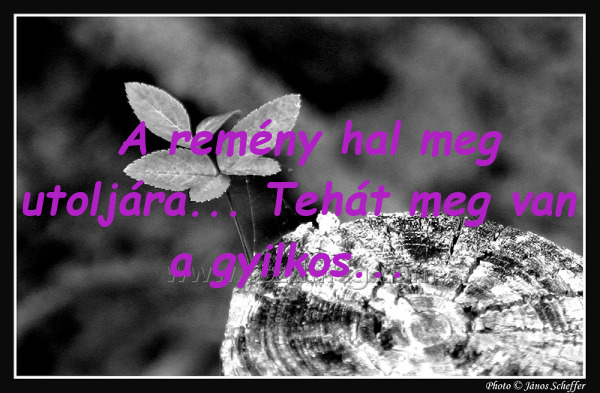 A remény hal meg A remény hal meg
A remény hal meg utoljára... Tehát meg van a gyilkos...