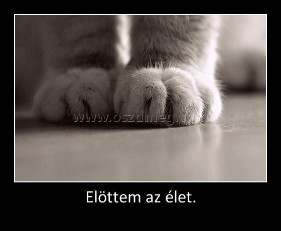 Elöttem az élet. Elöttem az élet.