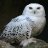 greenowl