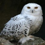 greenowl
